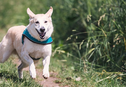 Passeggiata due volte al giorno: la legge per i cani